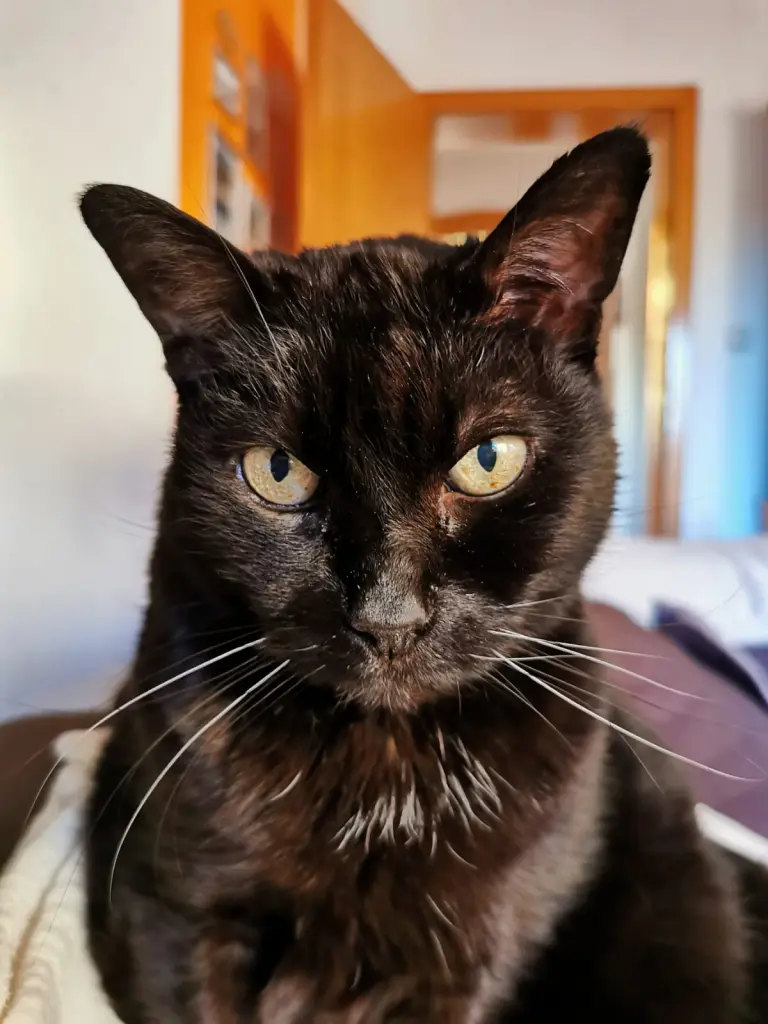Bild von Midnight