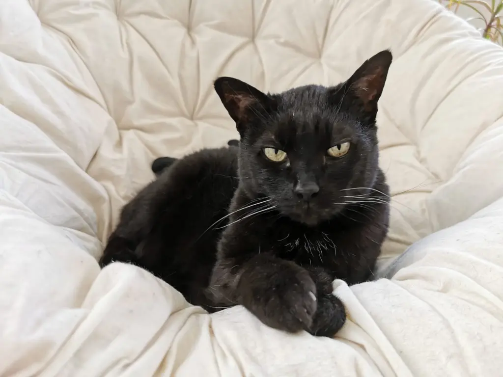 Bild von Midnight