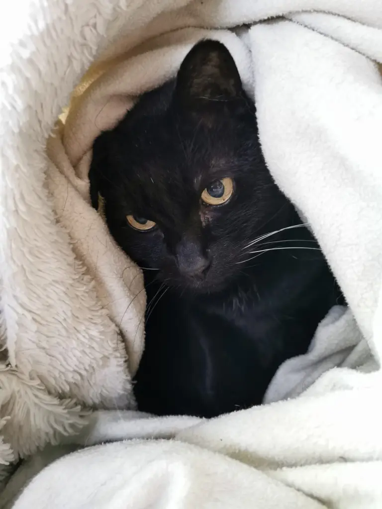 Bild von Midnight