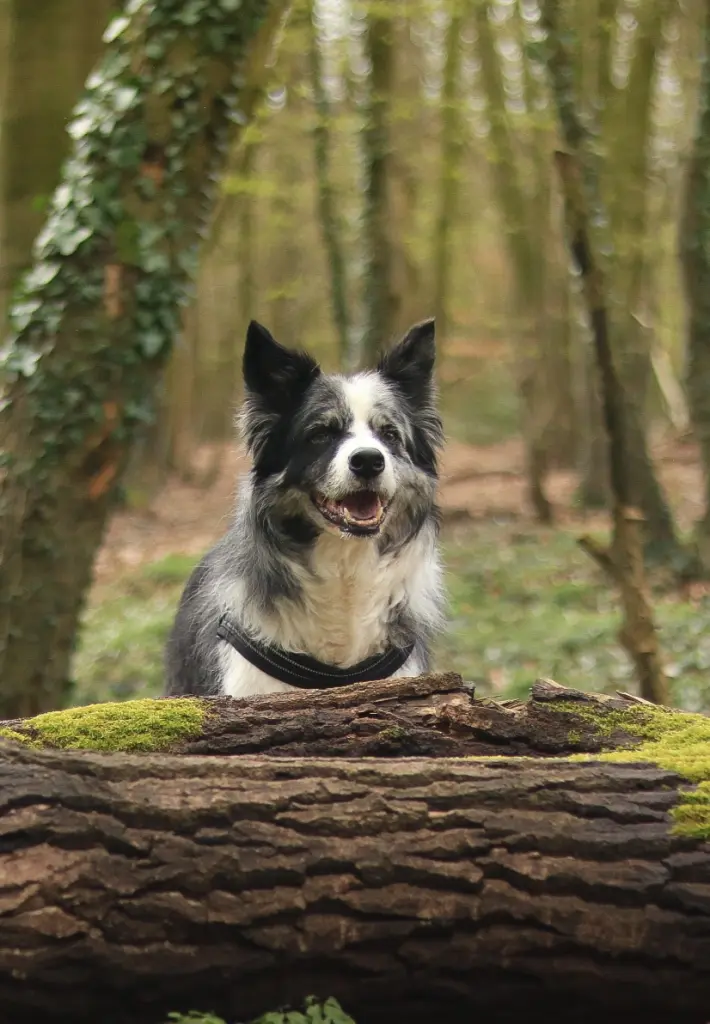 Bild von Finn