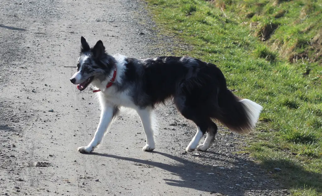 Bild von Finn