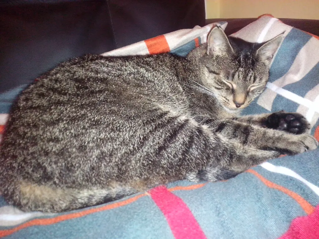 Bild von Minka