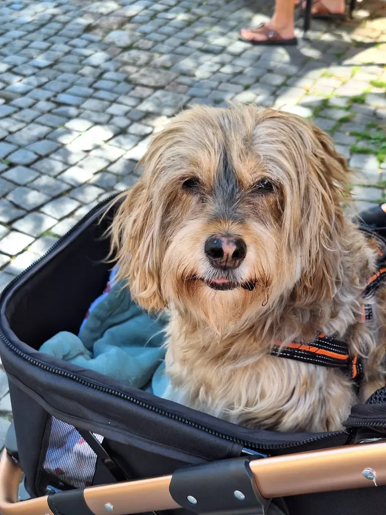 Bild von Polly