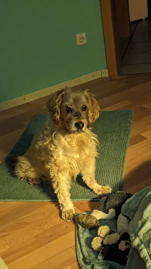 Bild von Polly