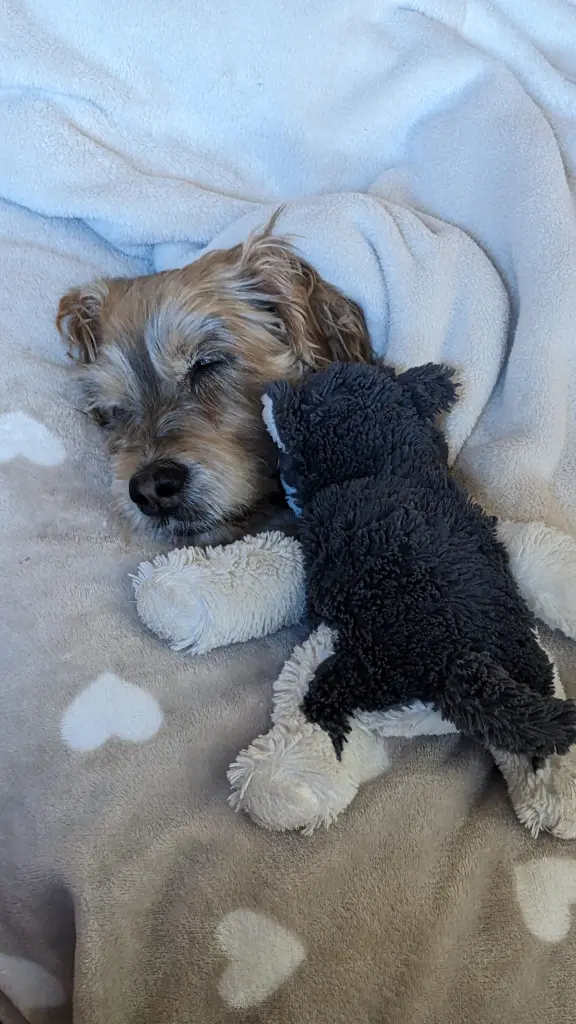 Bild von Polly