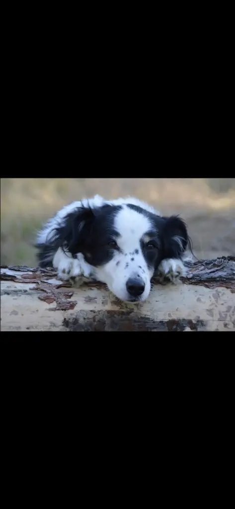 Bild von Susi