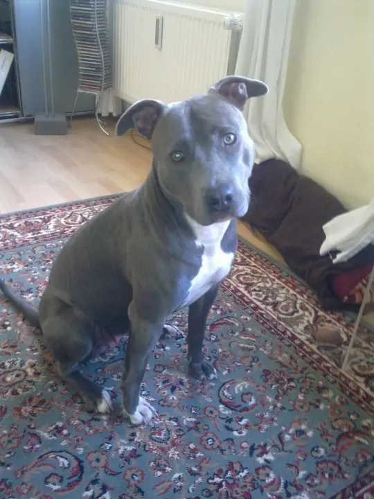 Image from Ayla