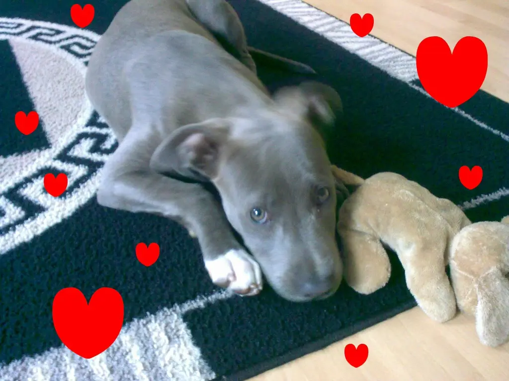 Image from Ayla