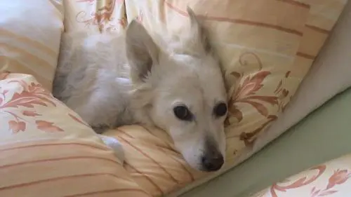 Bild von Susi