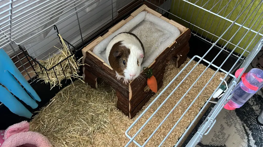 Bild von Gizmo