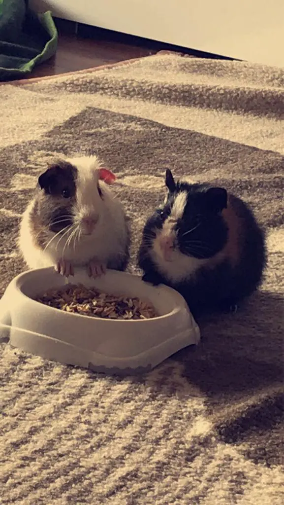 Gizmo und Nudi