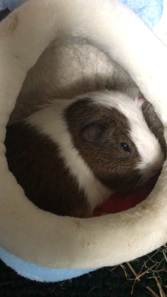 Bild von Gizmo