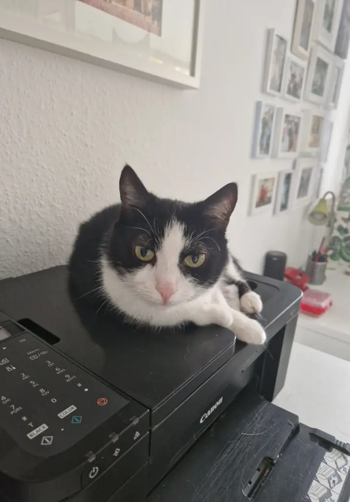 Bild von FRIDA