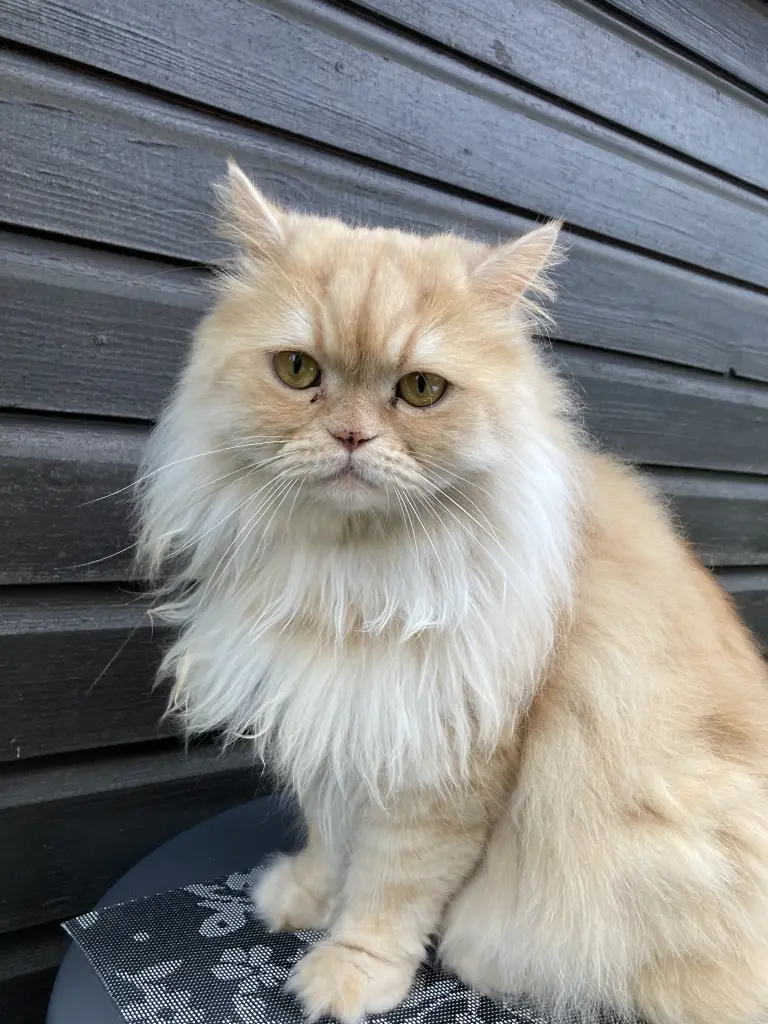 Bild von Gismo