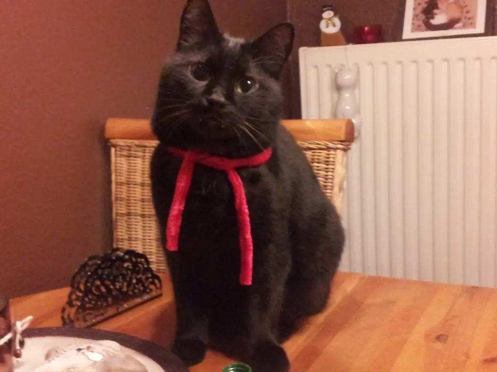Bild von Shadow