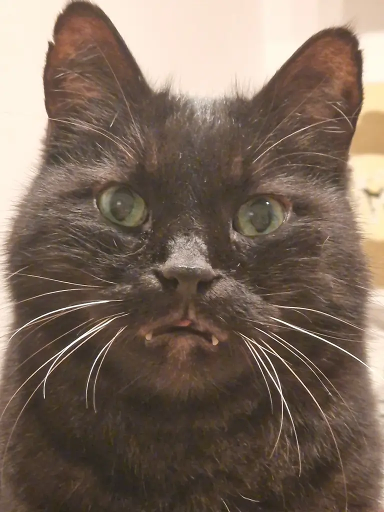 Bild von Shadow