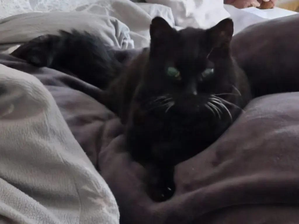 Bild von Shadow
