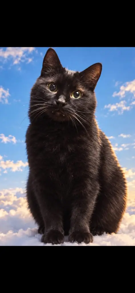 Bild von Shadow