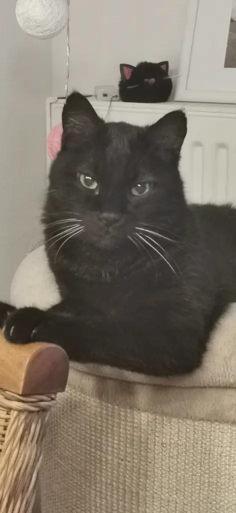 Bild von Shadow