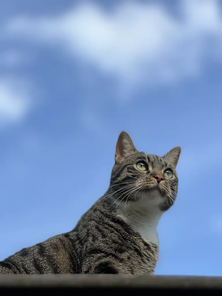 Bild von Mimi