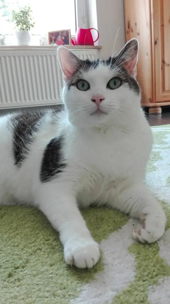 Bild von Sam