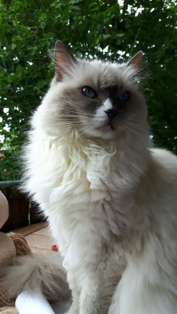 Image from Snowy