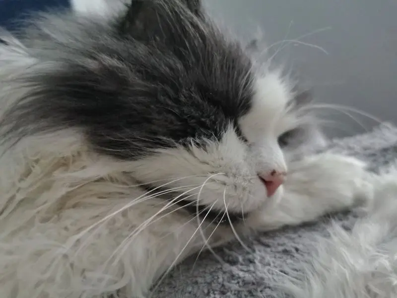 Andachtsbild von Luisa und Jerry 10.06.2021
