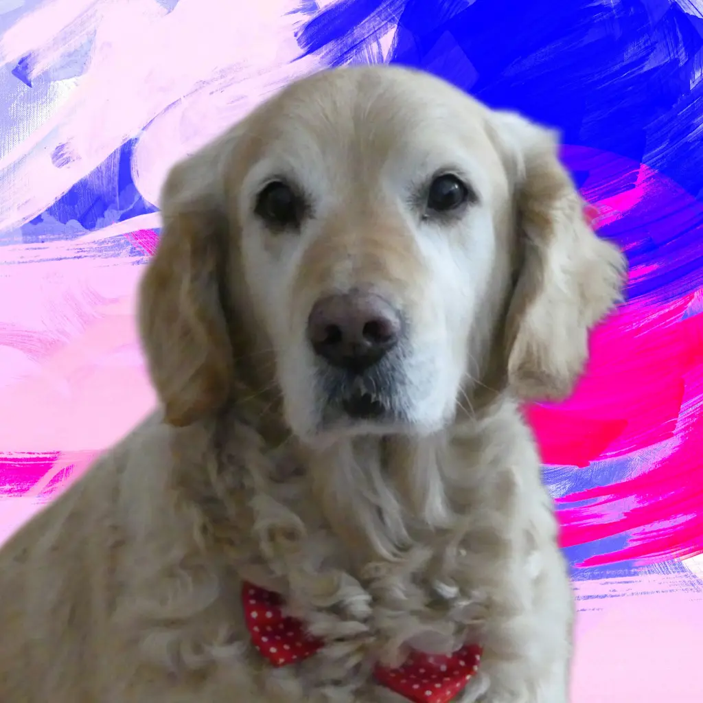 Bild von Felix