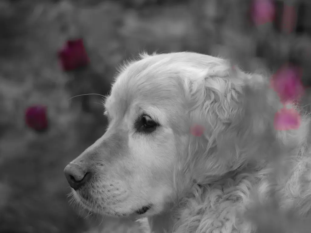 Liebling🐾❤️