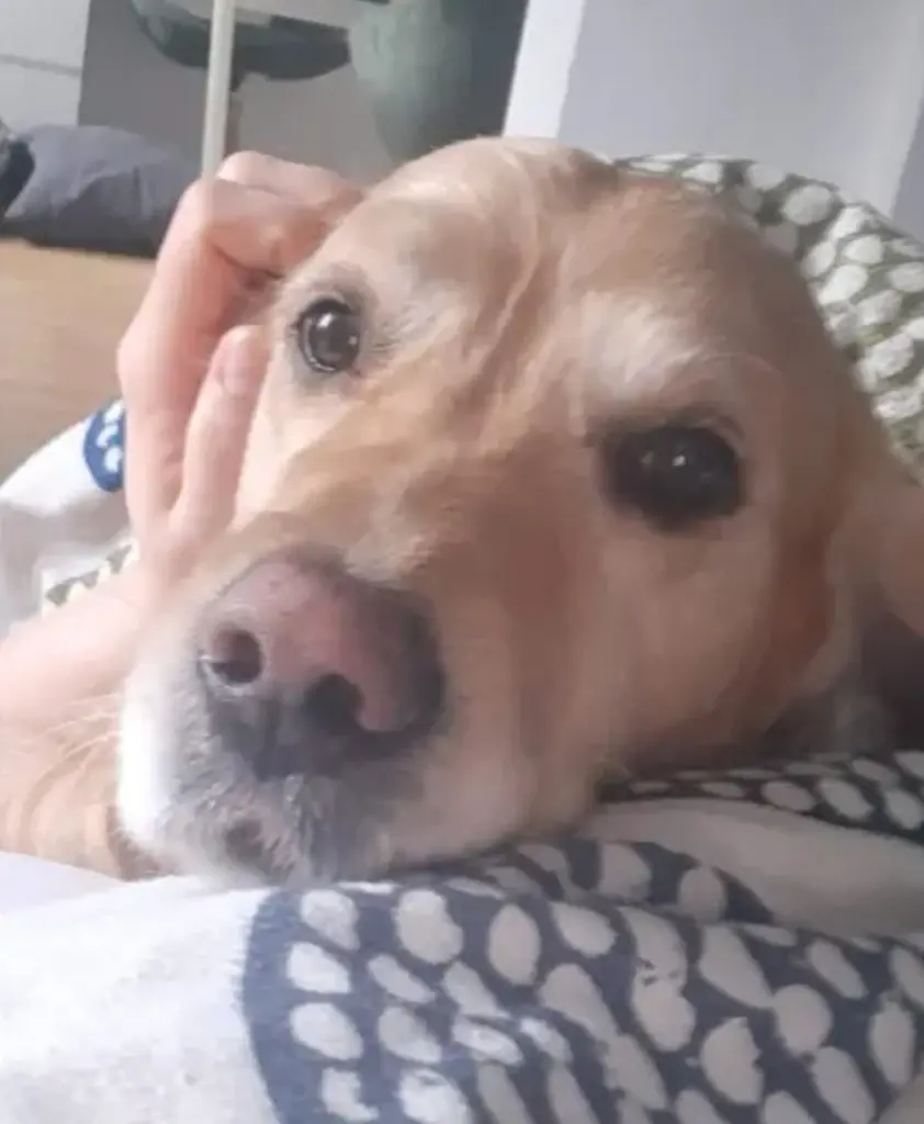 Kuschelmonster, Liebeshund, Knutschbär❤️