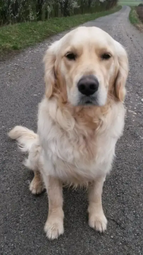 Beschützer❤️