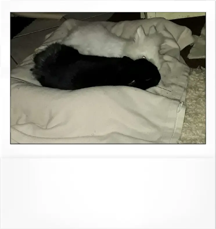 Image from Lilli
