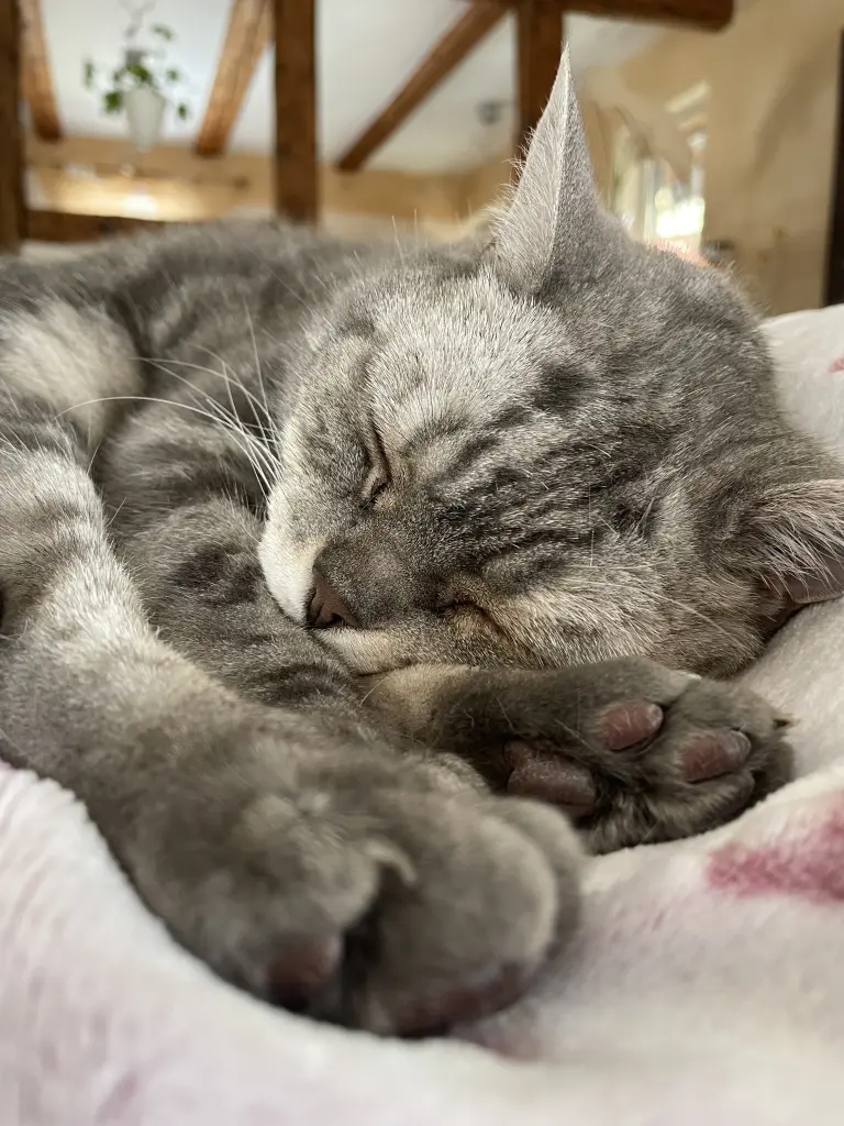 Andachtsbild von Tanja