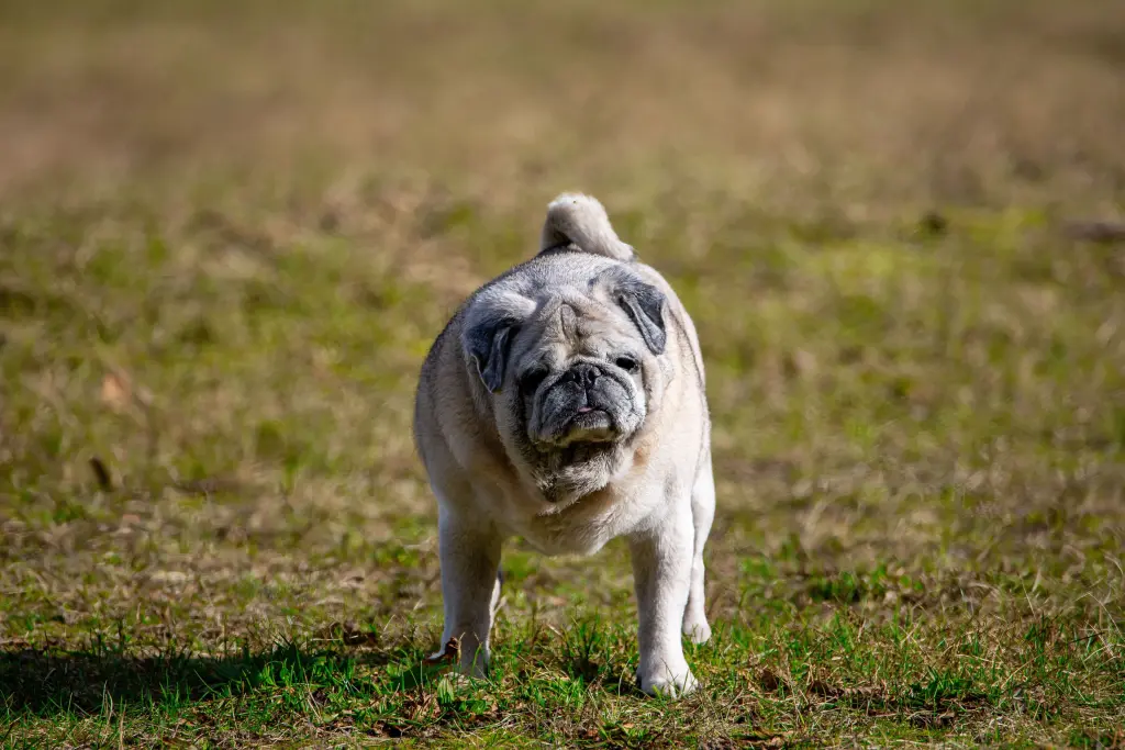 Bild von Ernie