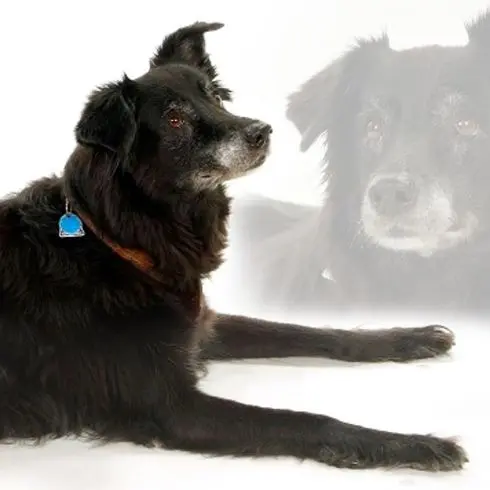 Condolence image of Rainer mit Charlie im Herzen