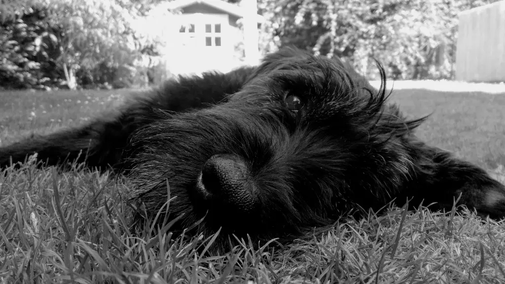 Image from Lucy