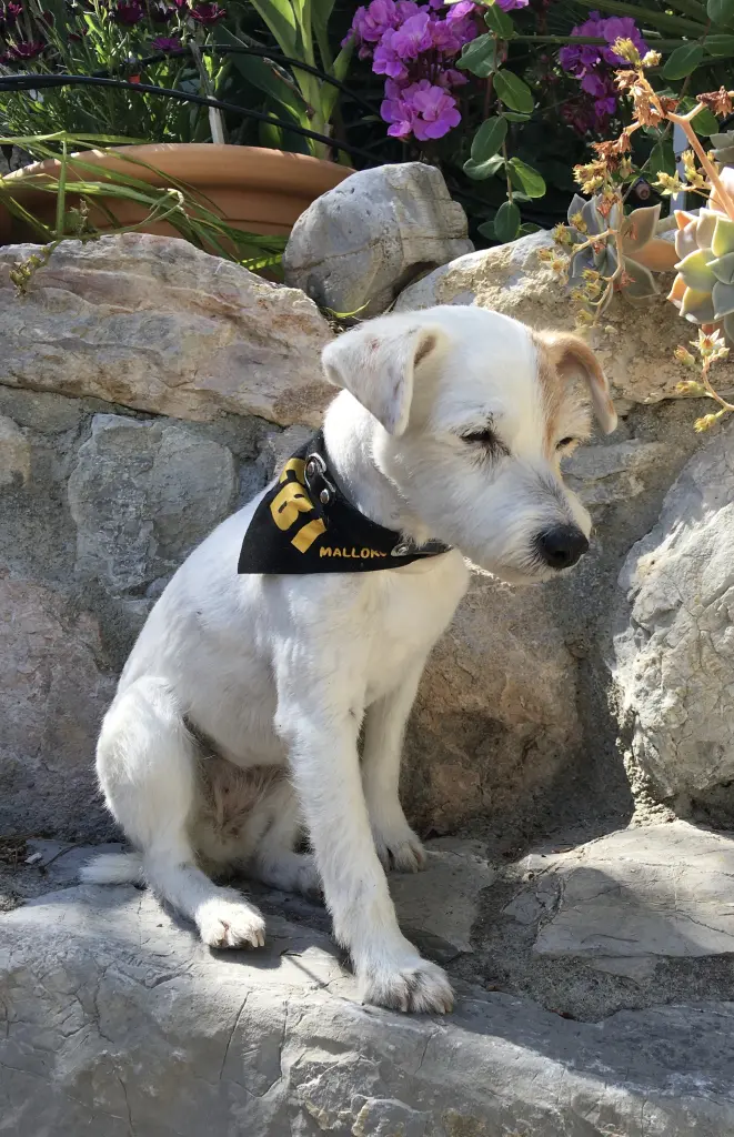 Condolence image of Nicol