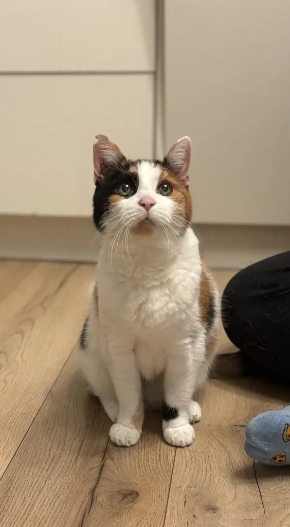 Bild von Wilma (Wilhelmine)