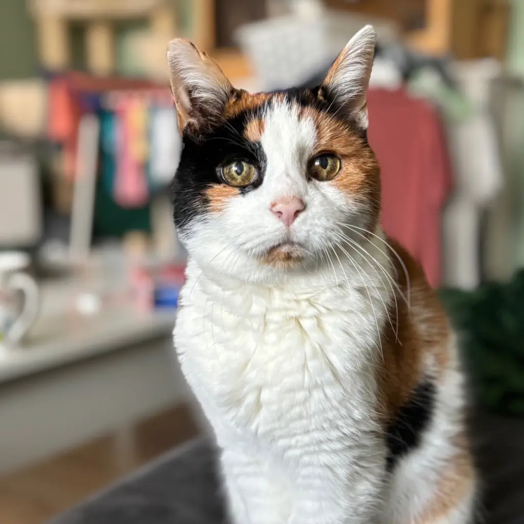 Bild von Wilma (Wilhelmine)
