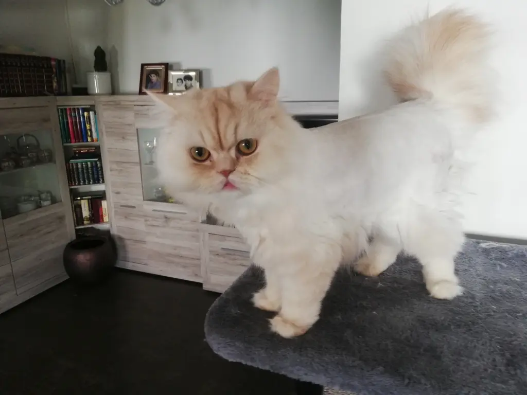 Bild von Leo