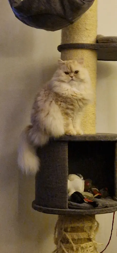 Bild von Leo