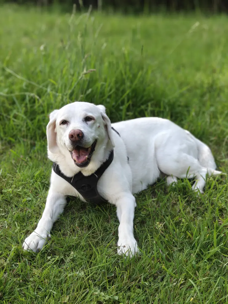 Bild von Layla