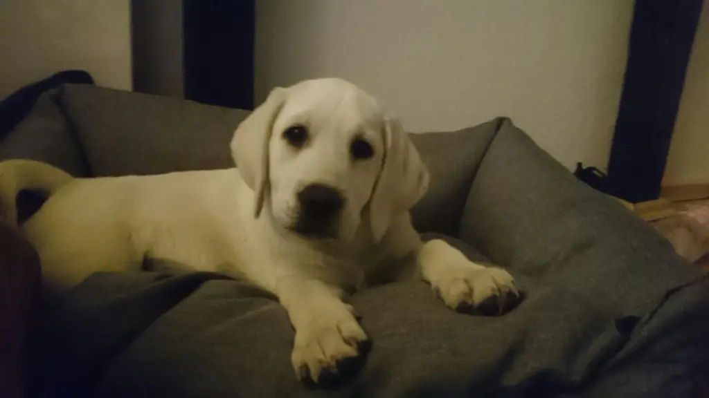 Bild von Layla