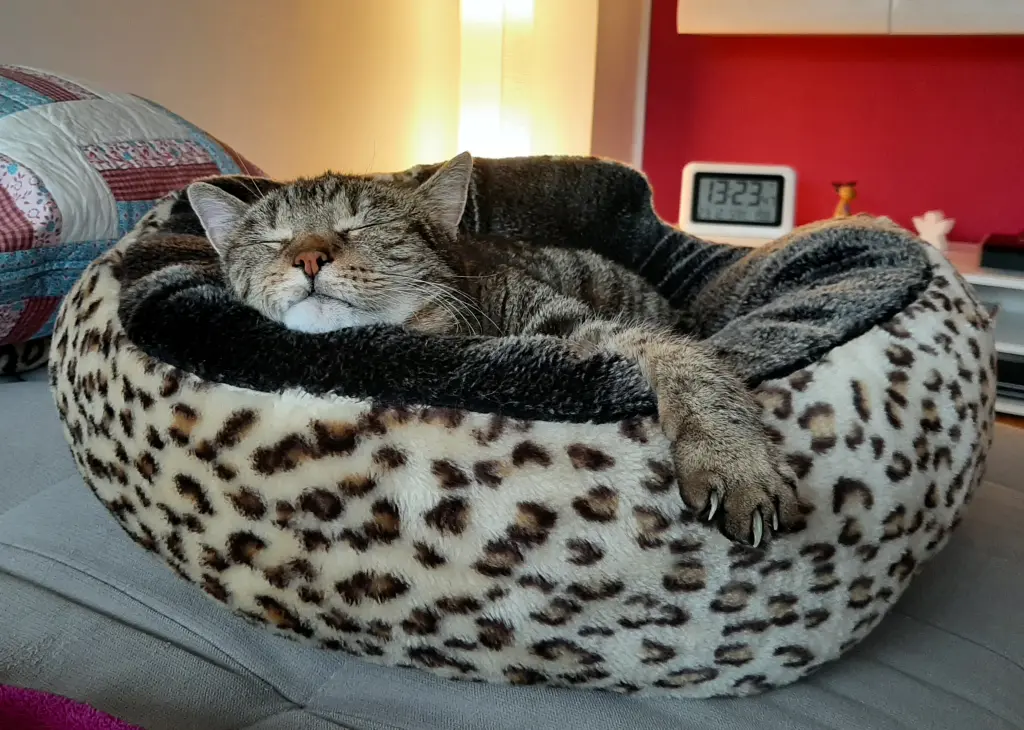 Bild von Tiger