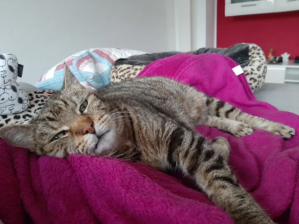 Bild von Tiger