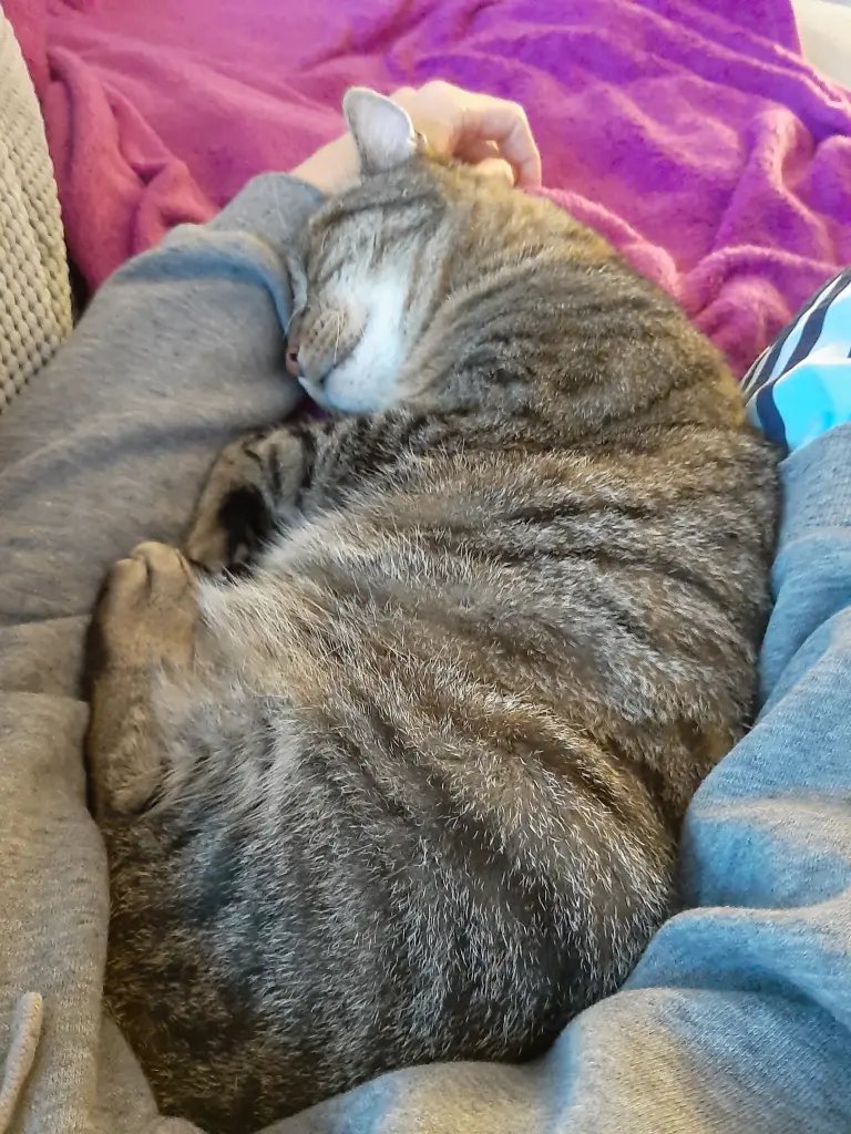 Bild von Tiger