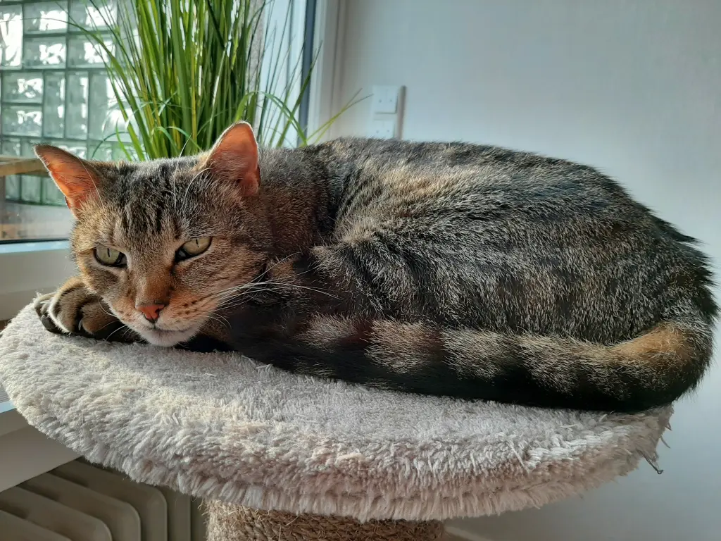 Bild von Tiger