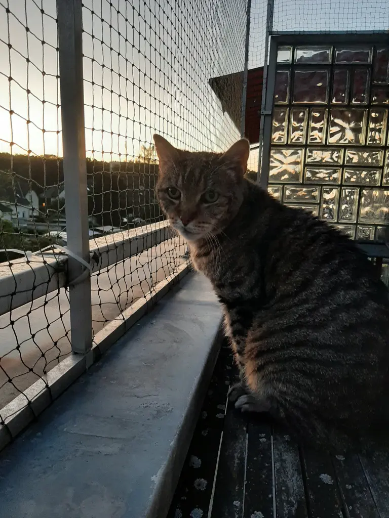 Bild von Tiger
