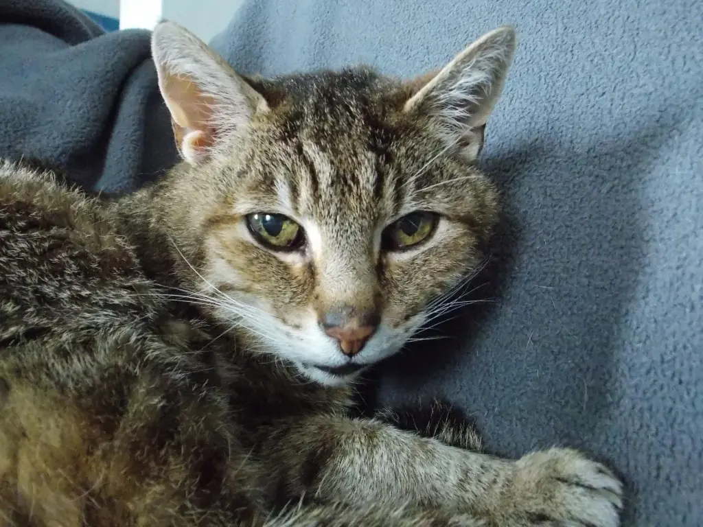 Image from Tiger