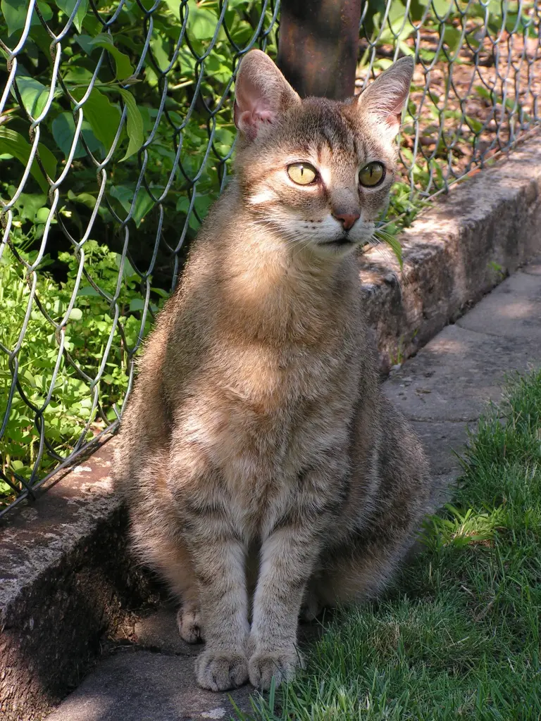 Image from Tiger